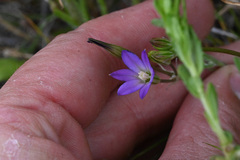 Brodiaea filifolia, photograph (c) Trevor Van Loon, some rights reserved (CC BY)