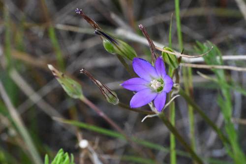 Brodiaea filifolia, photograph 5