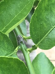 Megafreya sutrix