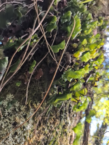 Hymenophyllum nephrophyllum observed 2026-04-24