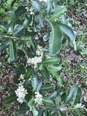 Pyracantha koidzumii