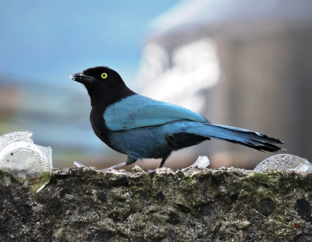 Bushy-crested Jay photo
