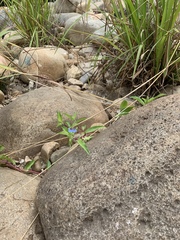 Commelina diffusa diffusa