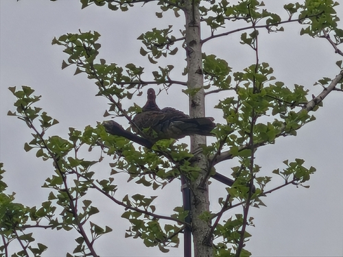 Spotted Dove