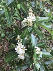 Pyracantha koidzumii