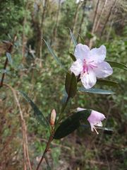 Rhododendron virgatum