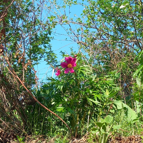 Paeonia intermedia, photograph 5