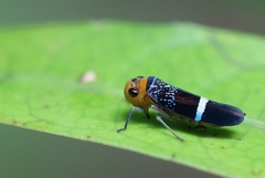 Amblyscarta unifasciata