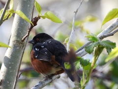 Pipilo maculatus oregonus