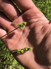 Carex muehlenbergii