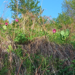 Paeonia intermedia, photograph (c) Alexander Dubynin, some rights reserved (CC BY)