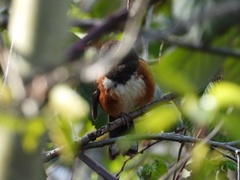 Pipilo maculatus oregonus