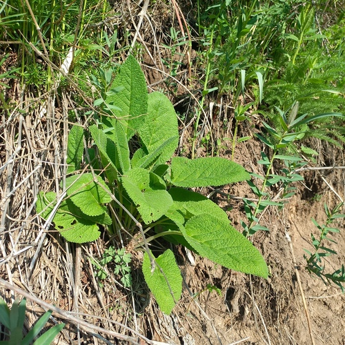 Betonica betoniciflora, photograph 3