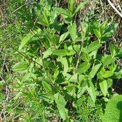 Betonica betoniciflora, photograph (c) Alexander Dubynin, some rights reserved (CC BY)