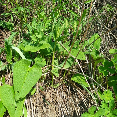 Betonica betoniciflora, photograph 4