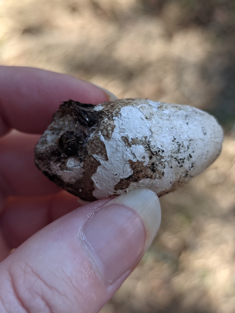 Fomitopsis betulina · April 2026 · photo: © naturalist57011 (iNaturalist, cc-by)