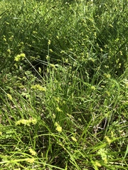Carex muehlenbergii