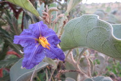 Solanum lycocarpum