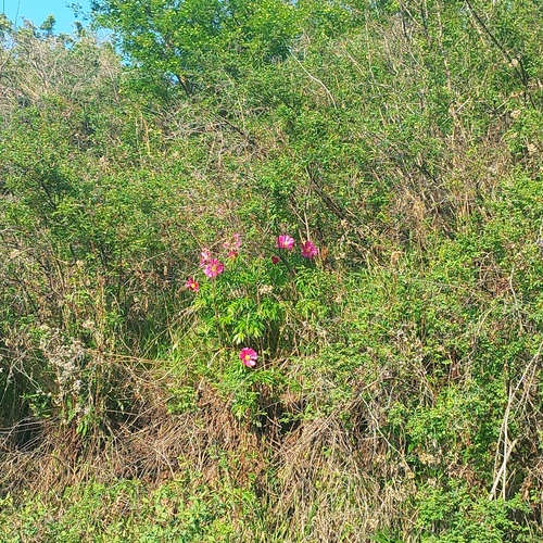 Paeonia intermedia, photograph 3