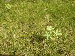 Gymnospermium altaicum