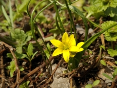 Gagea filiformis