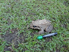 Leptodactylus rhodomerus