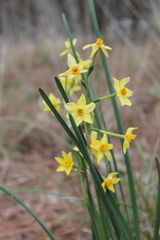 Narcissus jonquilla