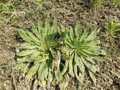 Echium vulgare
