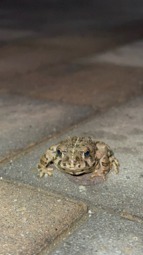 iNaturalist observation photo of Western Toad