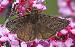 Erynnis meridianus