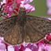 Meridian Duskywing - Photo (c) Diana-Terry Hibbitts, some rights reserved (CC BY-NC), uploaded by Diana-Terry Hibbitts