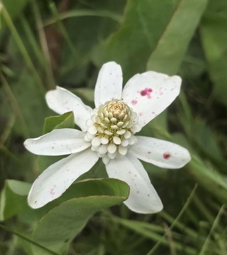 iNaturalist observation photo of Yerba Mansa