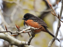 Pipilo maculatus oregonus