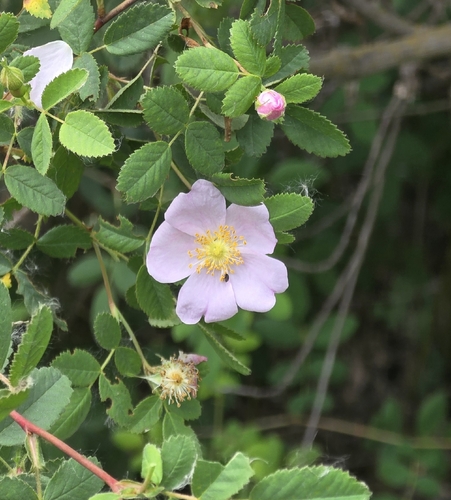 iNaturalist observation photo of California Wild Rose