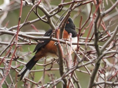 Pipilo maculatus oregonus