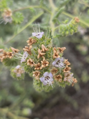 iNaturalist observation photo of branching phacelia