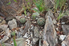 Discocactus catingicola