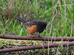 Pipilo maculatus oregonus