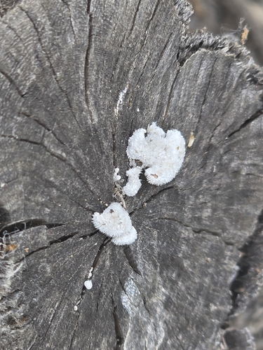 iNaturalist observation photo of splitgill mushroom