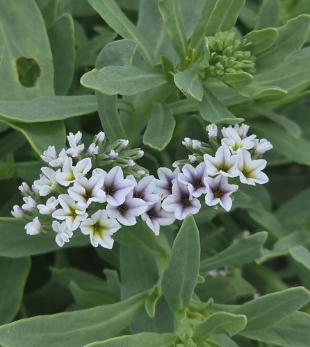 iNaturalist observation photo of alkali heliotrope