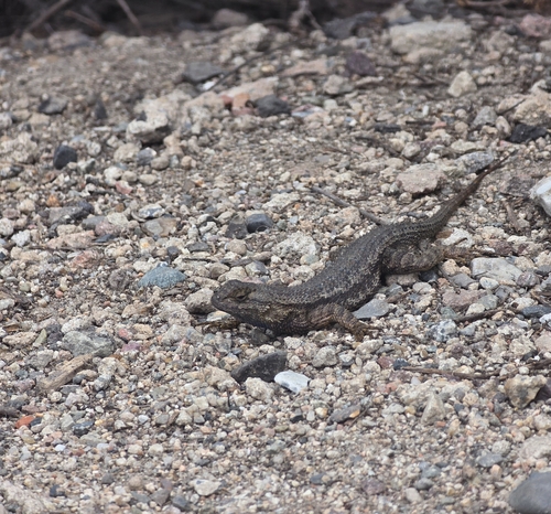 iNaturalist observation photo of Western Fence Lizard