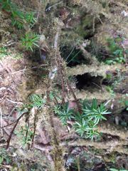 Taxus wallichiana