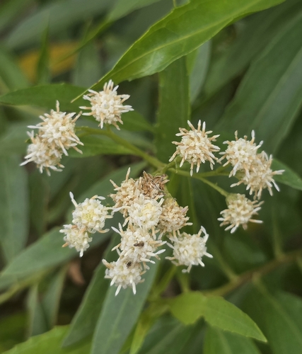 iNaturalist observation photo of mule fat