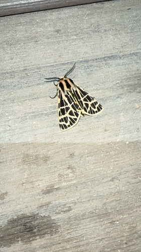 iNaturalist observation photo of Ornate Tiger Moth