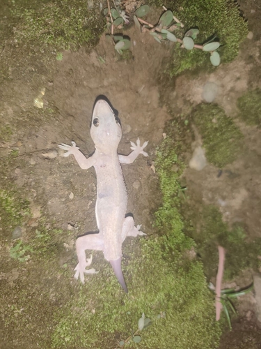 Tropical House Gecko