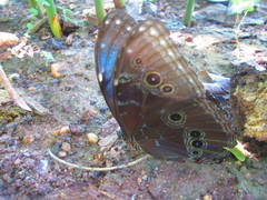 Morpho helenor peleides