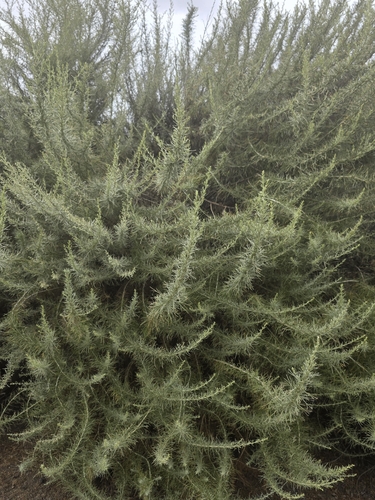 iNaturalist observation photo of California sagebrush