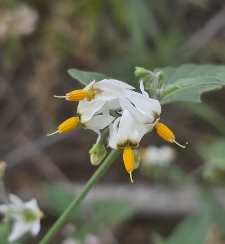 iNaturalist observation photo of greenspot nightshade