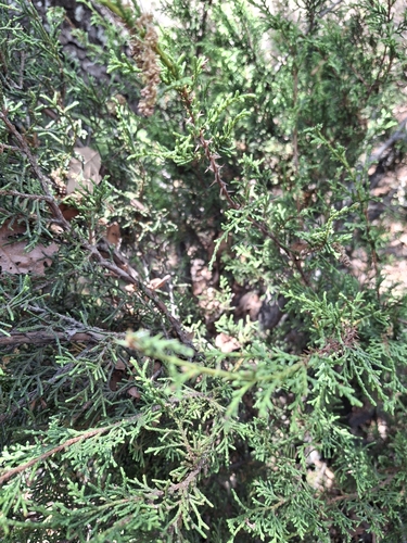 Juniperus monticola