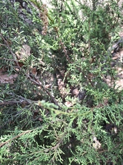 Juniperus monticola